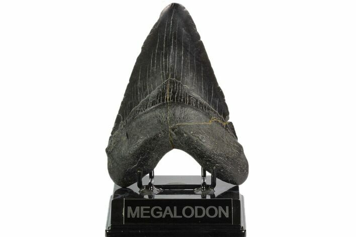 Bargain, Fossil Megalodon Tooth - South Carolina #122533